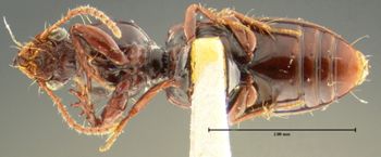 Media type: image;   Entomology 23858 Aspect: habitus ventral view